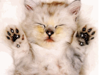 tro mimi ce tit chatons!jador lé chat daileur jen ai 1 vs le véré +tar!
